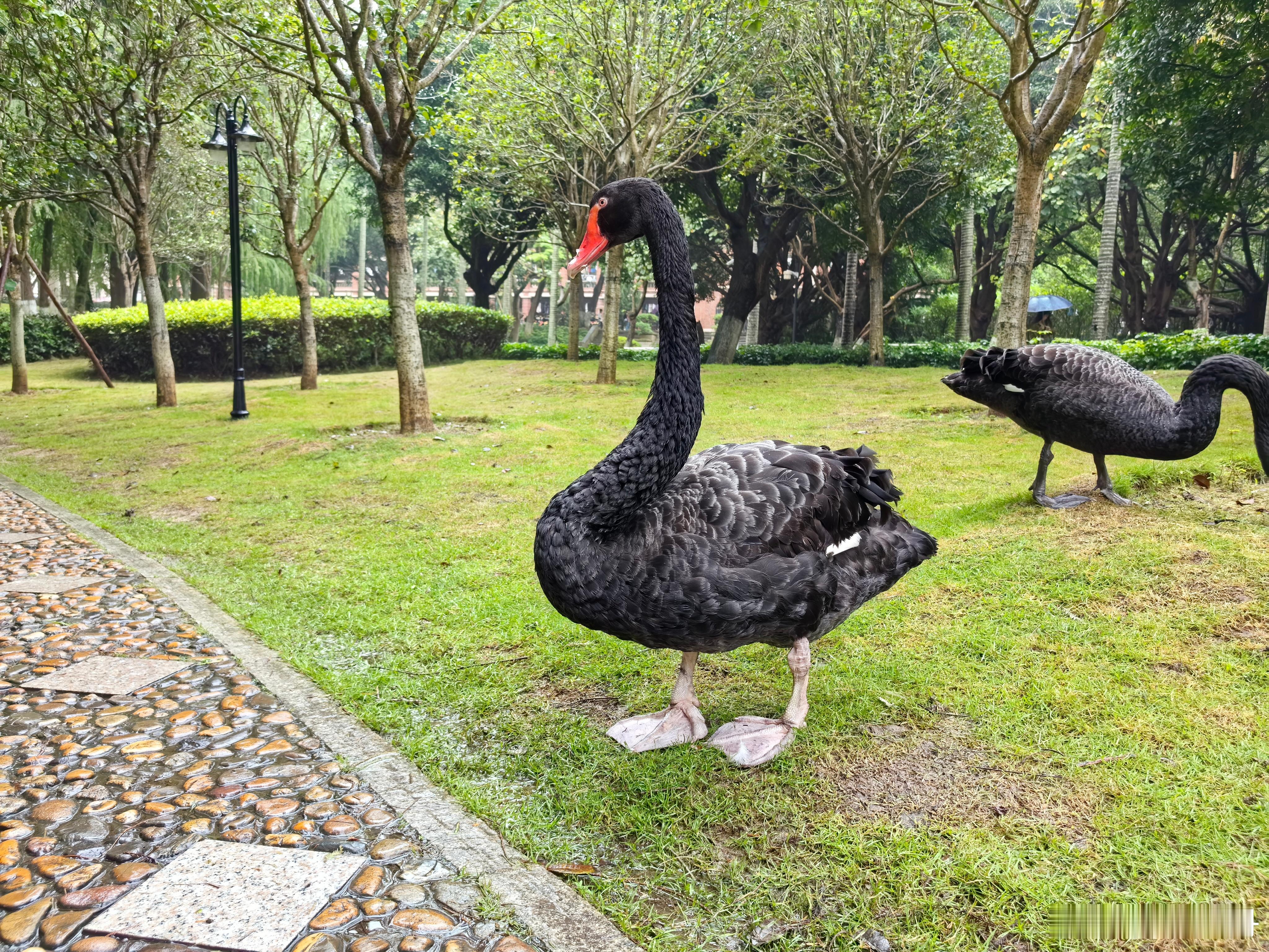 如果您来到厦大，一定会发现在芙蓉湖里还是岸边，都会有#黑天鹅# 的身影。它们成双
