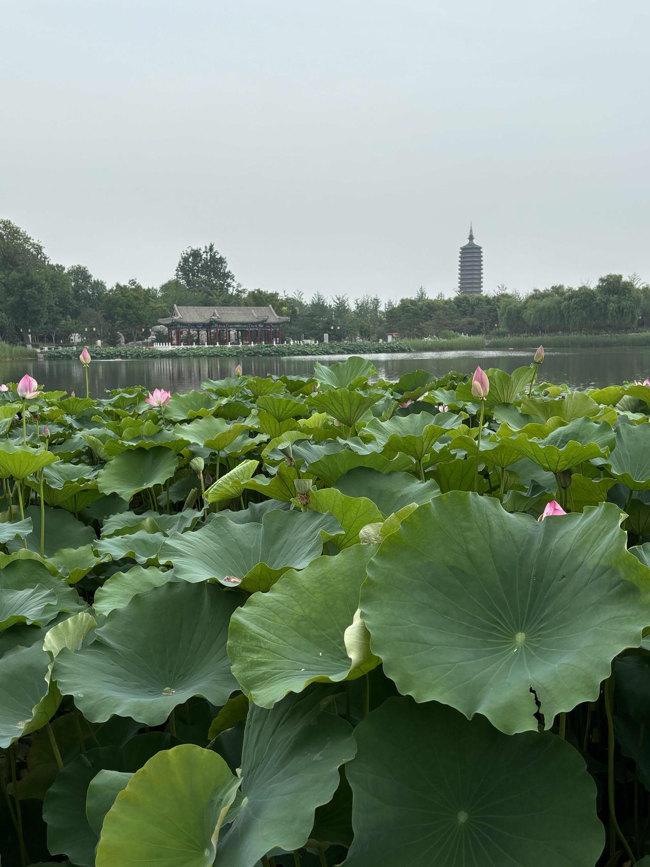 清平乐·荷湖览胜

词林正韵·第五部
文/熏墨
皇城西畔，十里荷风漫；
碧水粼粼