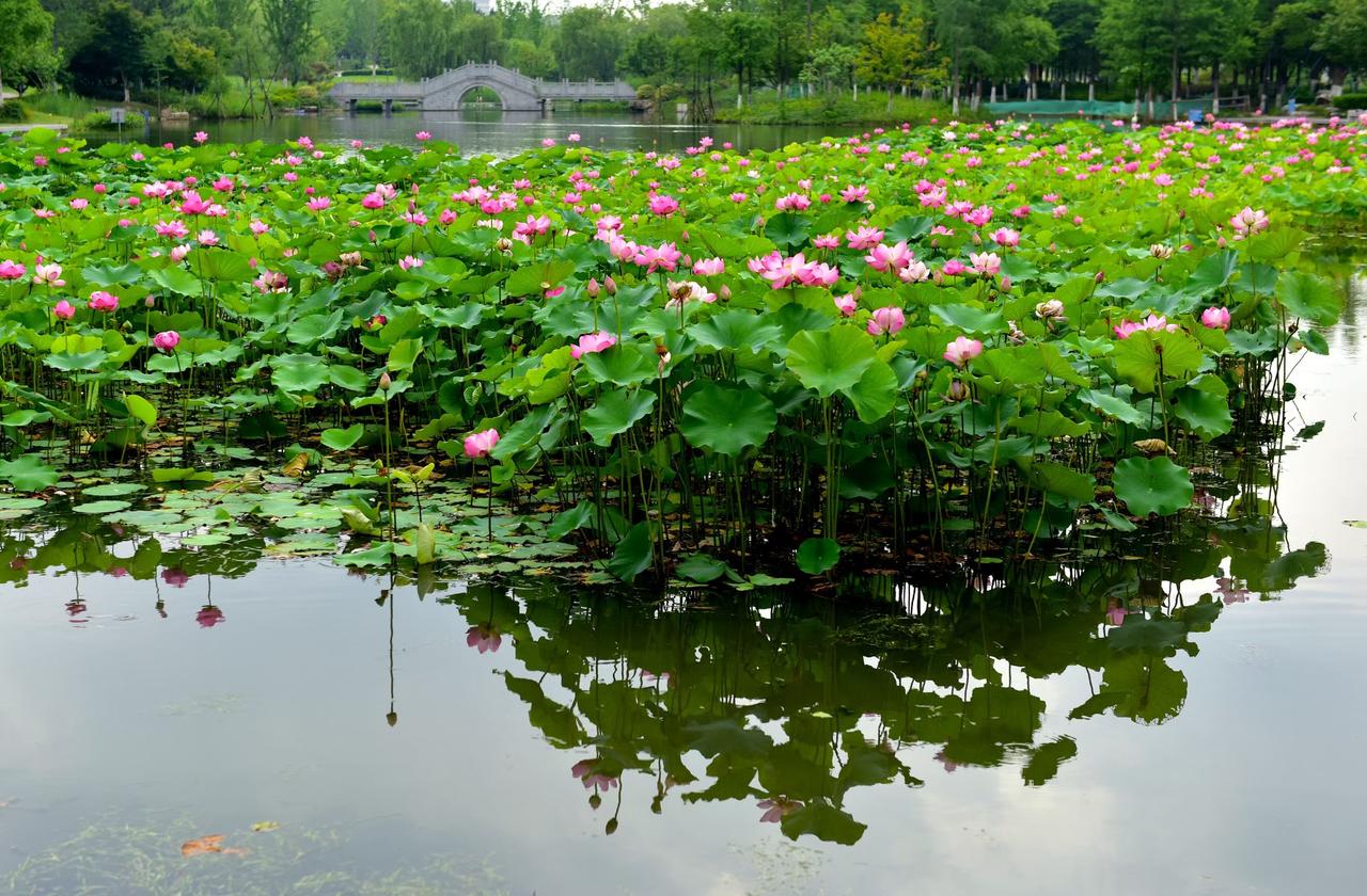 相约杭州
上午坐地铁到石桥北景园生态公园随转随拍……