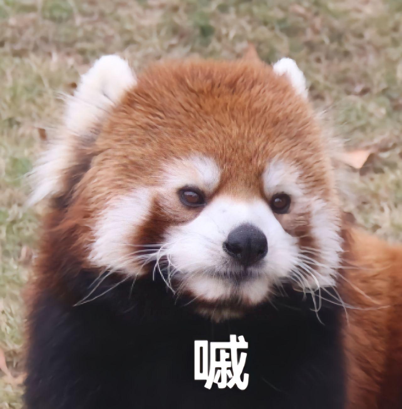 小熊猫表情包来袭...最后，是有什么乱入了？#美图分享 #表情包 #小熊猫 #小