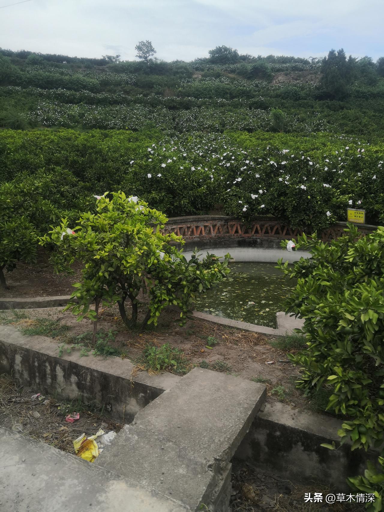 以后四川简阳和资阳那个发展的更好资阳好，资阳城市经济都是好的发展，简阳作为成都的