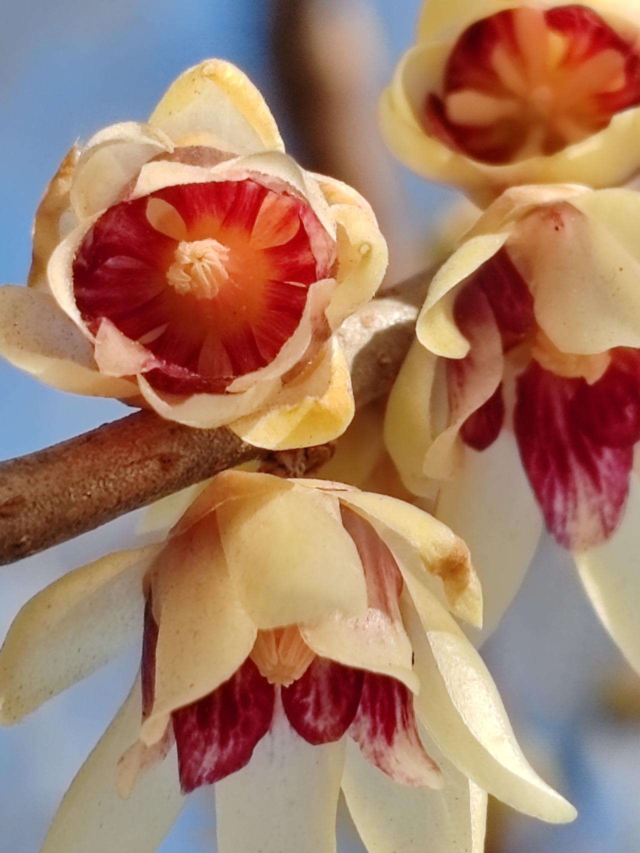 晒图笔记大赛正月赏梅梅亦美。