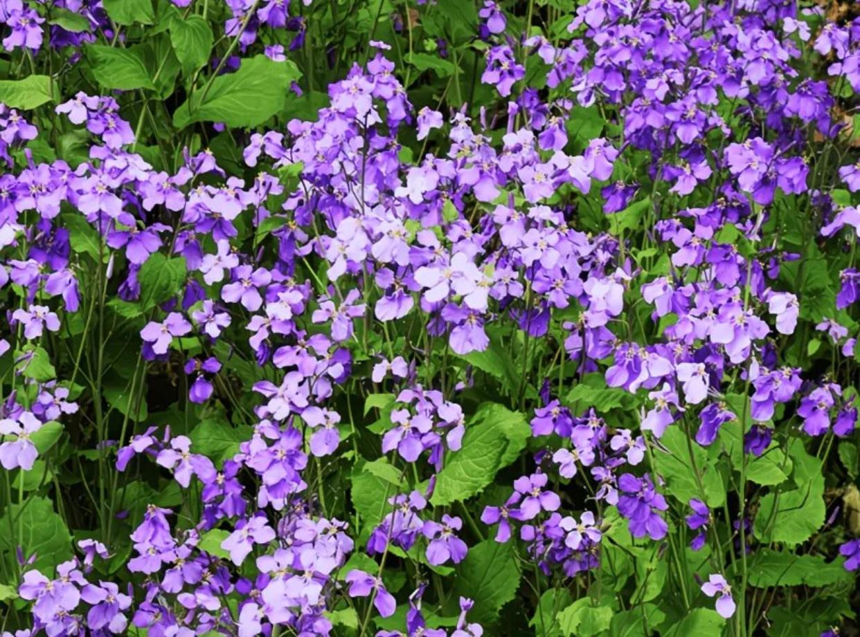 公园里盛开的鲜花，超治愈的紫色。有人说是二月兰，您知道这叫什么花吗？
鲜花