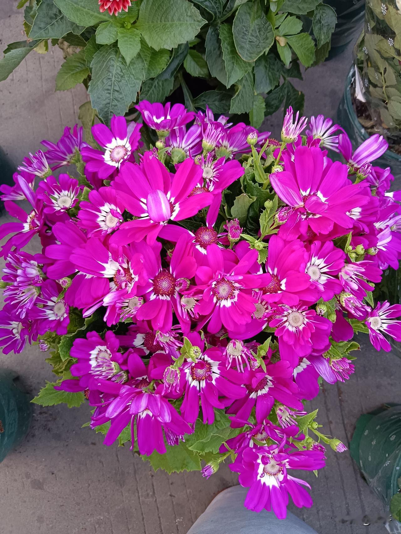 关灯睡更好，开灯睡会抑制褪黑素分泌、打乱生物钟，长期还可能影响睡眠质量和代谢。