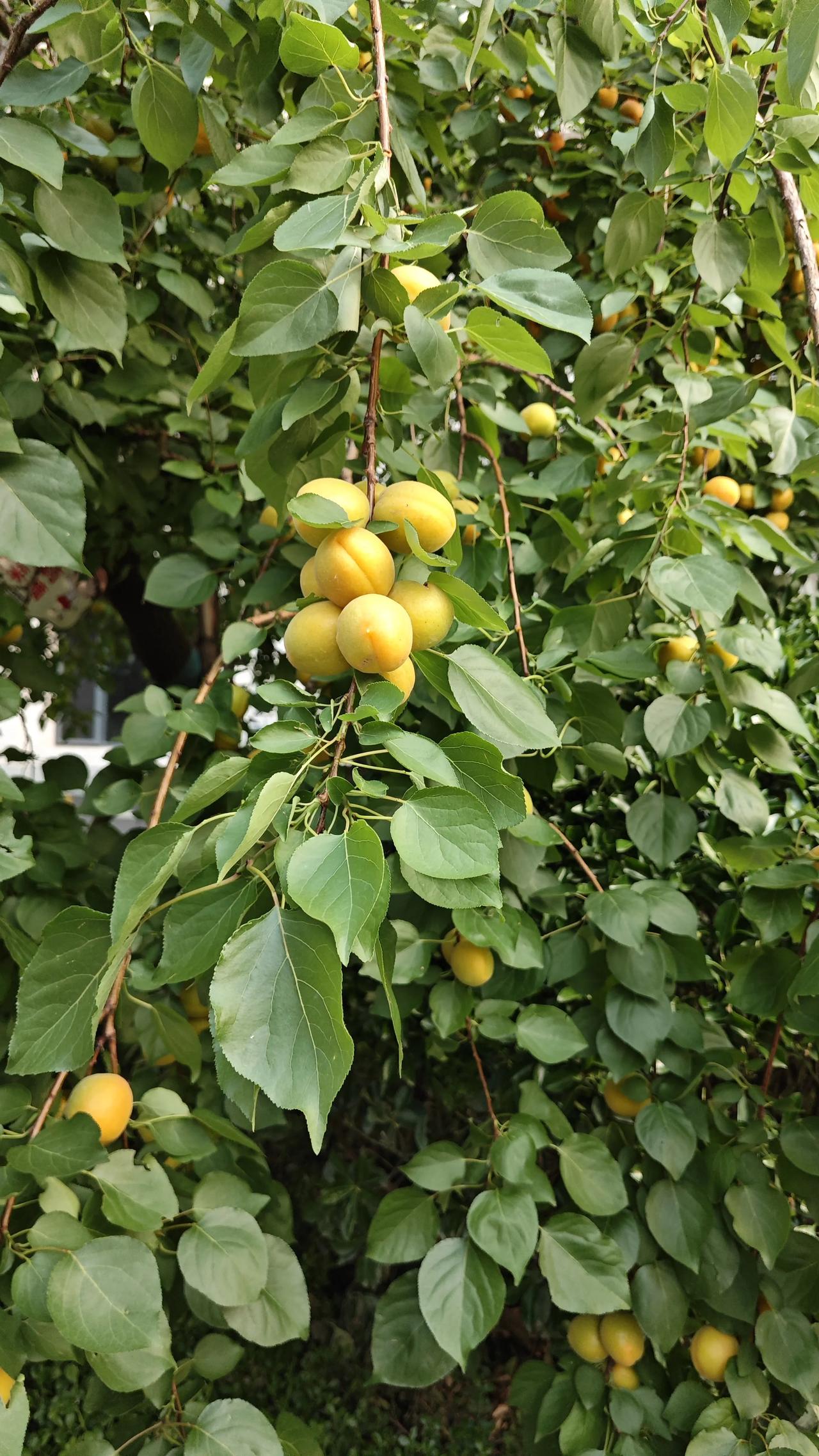 张家口甲醛白菜曝光后，菜贩子说漏嘴：这7种菜才是真正的“重灾区”

2026年8