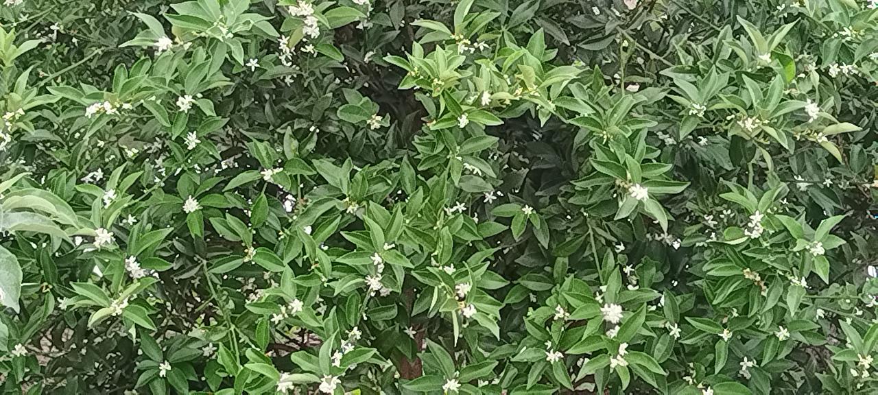 这是什么花？什么果树的花，我没有见过！现在是枣树开花的季节，难道是冬枣，但是树叶