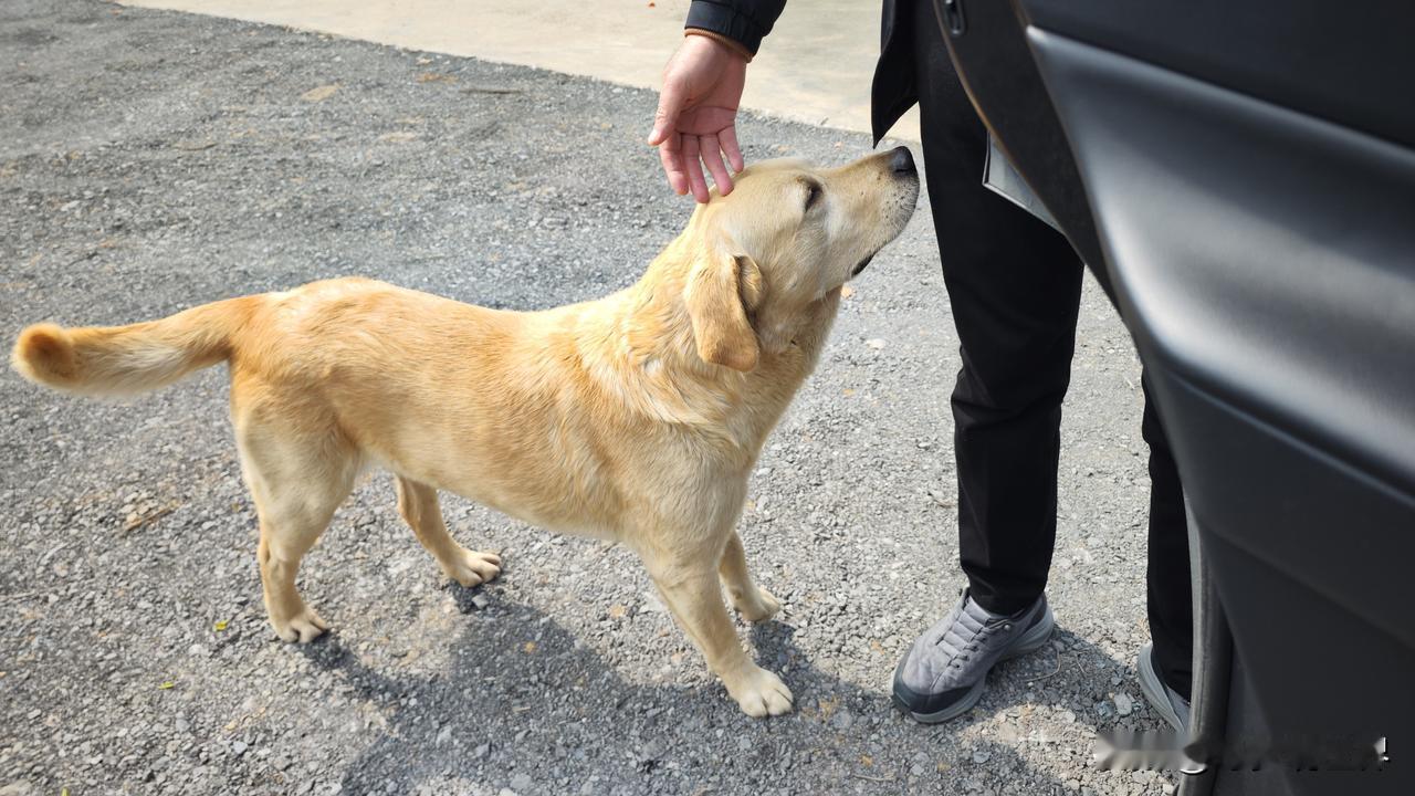 去安吉万亩茶园观景台。走进停车场。一只可爱的狗狗在我们所有人一下车就摇着尾巴，跟