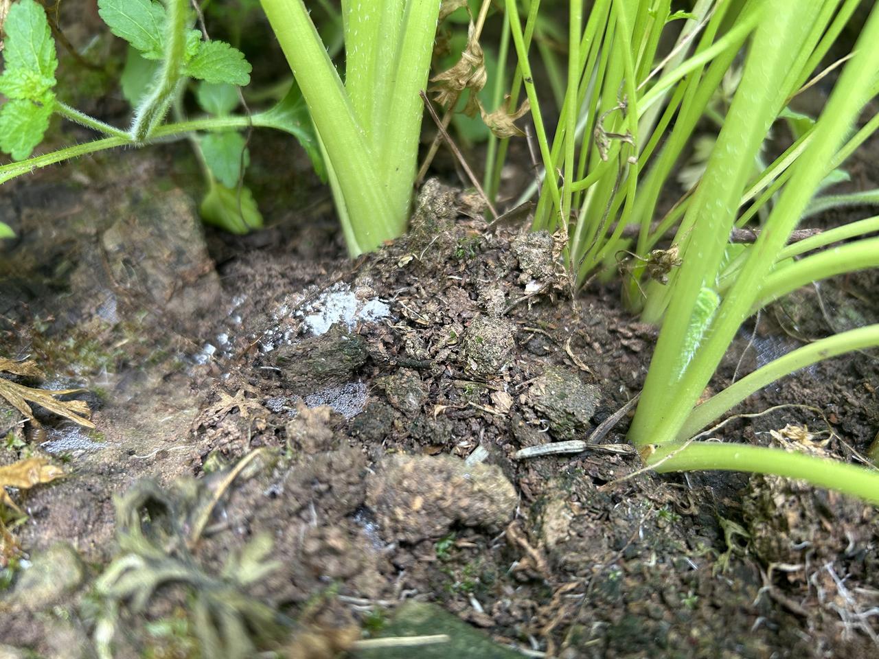 ⚠️ 今年冬天不吃这根胡萝卜，你可能要等一整年，还得错过刻在骨子里的自然鲜甜！