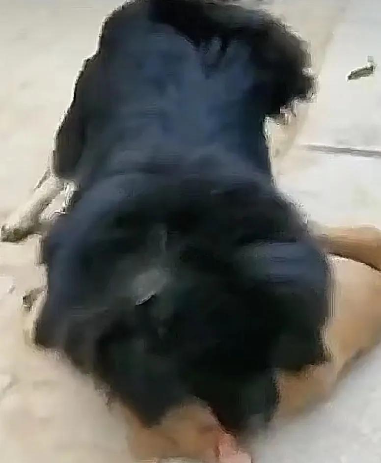 比特犬不敌藏獒
比特犬被按到地上摩擦！
藏獒威武。
还好主人拉开藏獒，否则
比特