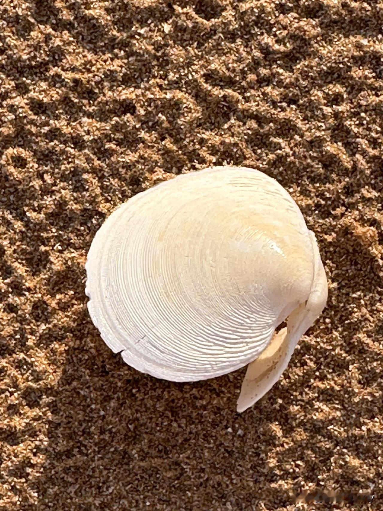残壳

沙滩接住你破碎的弧度
像接住一截搁浅的月光

纹路是海写给你的信
一笔一