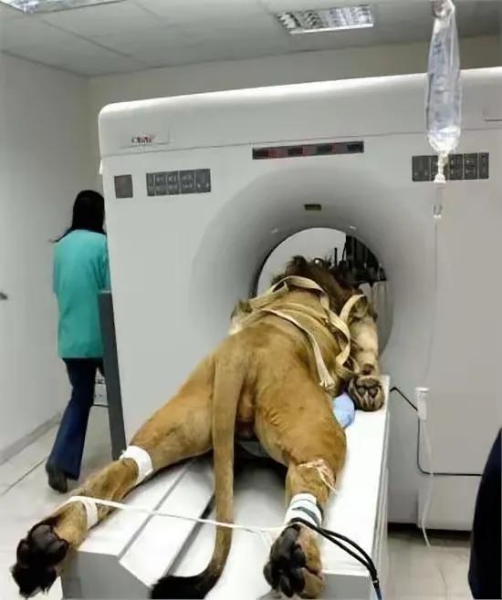 现在动物也都做CT，他们可不像人那么老实，除了绑上就是麻醉，看着搞笑啊！