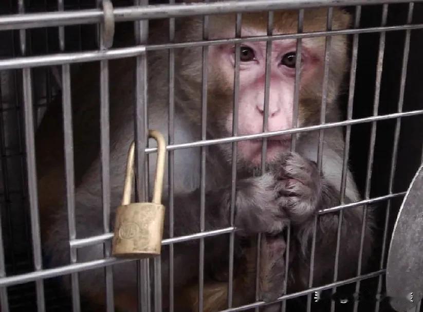 求求你，别让他们再伤害我。

这个猴子叫milo，是俄勒冈州里大学的实验猴子。什