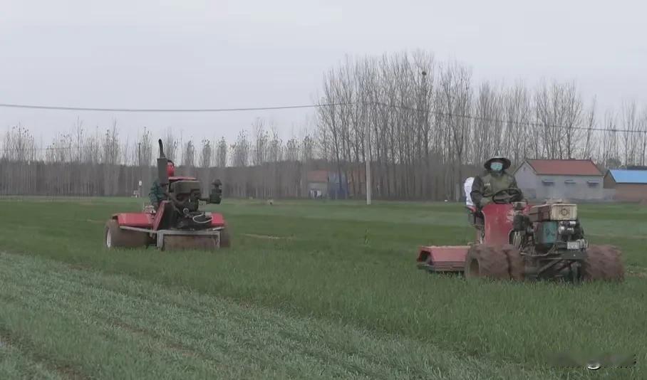 今年小麦长势特别旺一定要碾压，碾压可以是有效的控旺措施。 

碾压小麦的主要作用