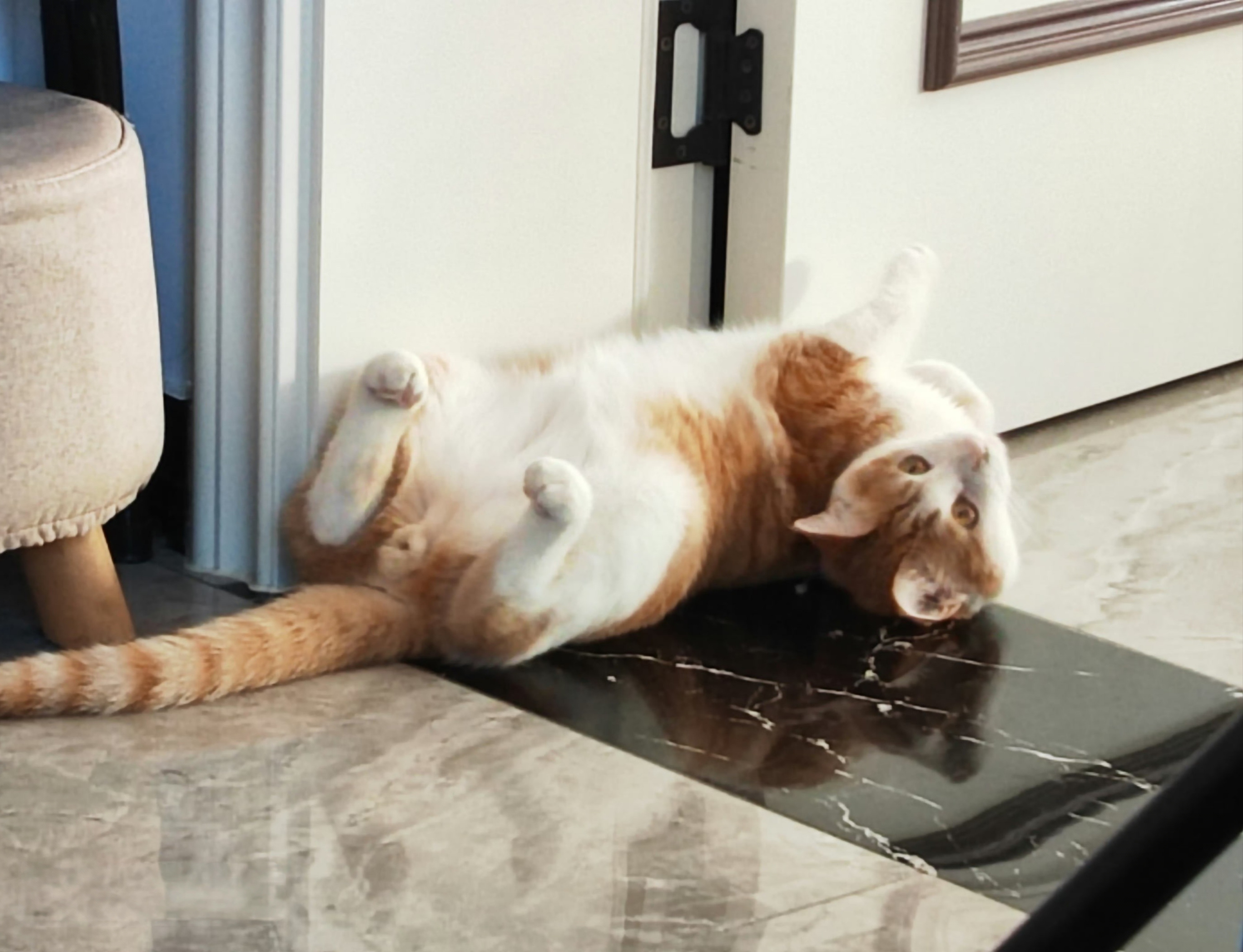 南方小猫第一次感受北方地暖冬天给了暖气之后，我家猫咪也喜欢趴地上，确实暖和。尤其