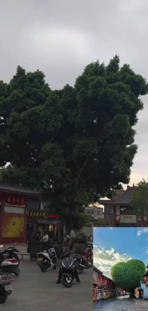 揭阳文旅局听建议把树也修成爱心，结果修成了鸡排没事啊，哪怕不像爱心也有特色了 ​