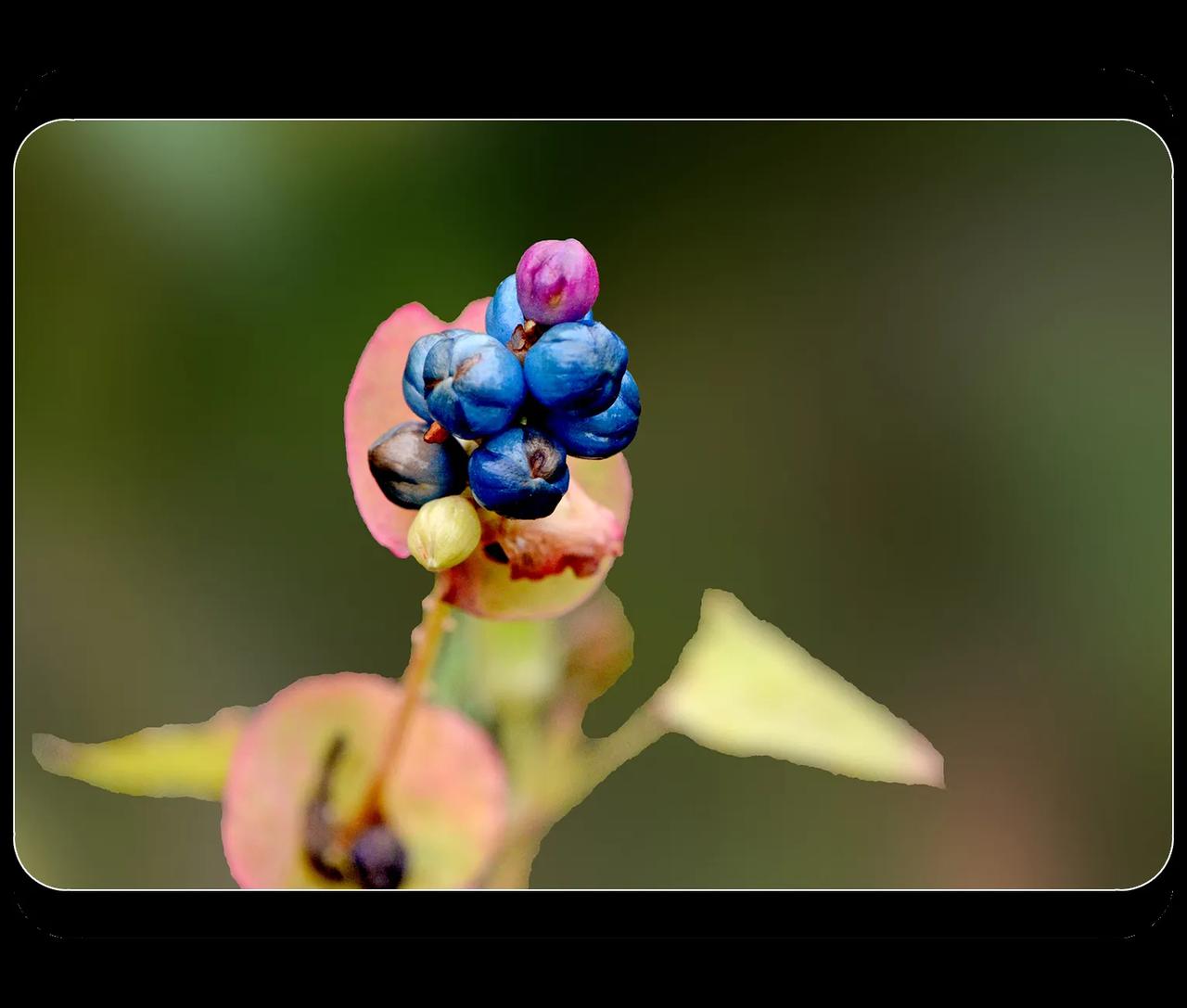 《深秋的“杠板归”》
        深秋的杠板归可算是奇花异草了，三角形的叶片