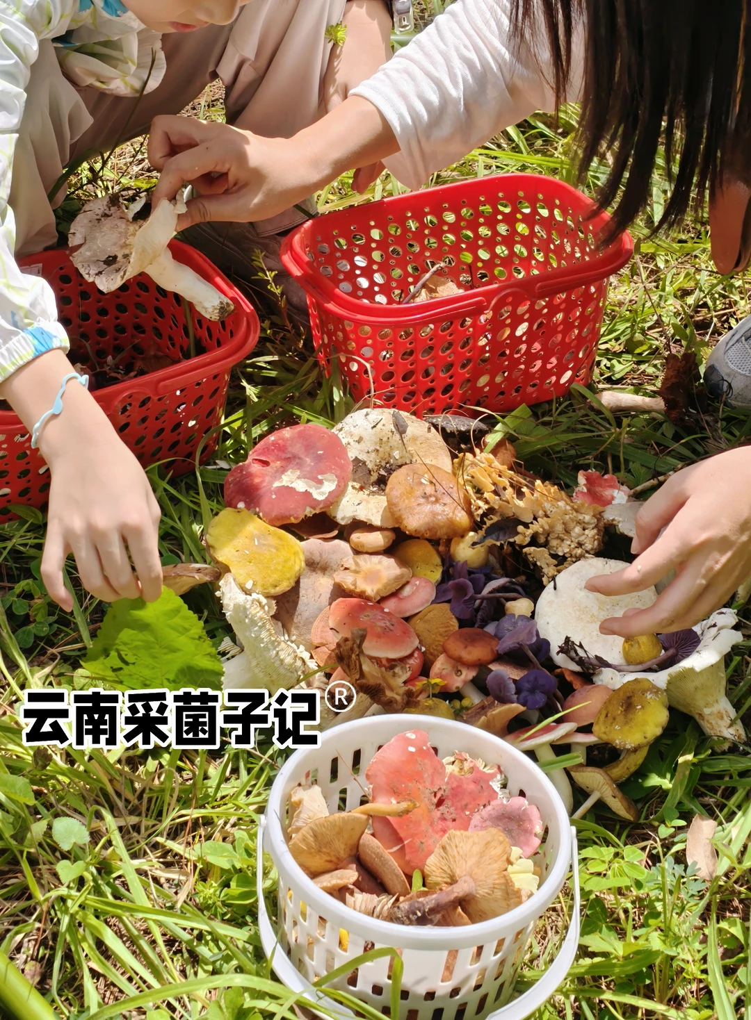 广州自驾第二站:昆明采菌子