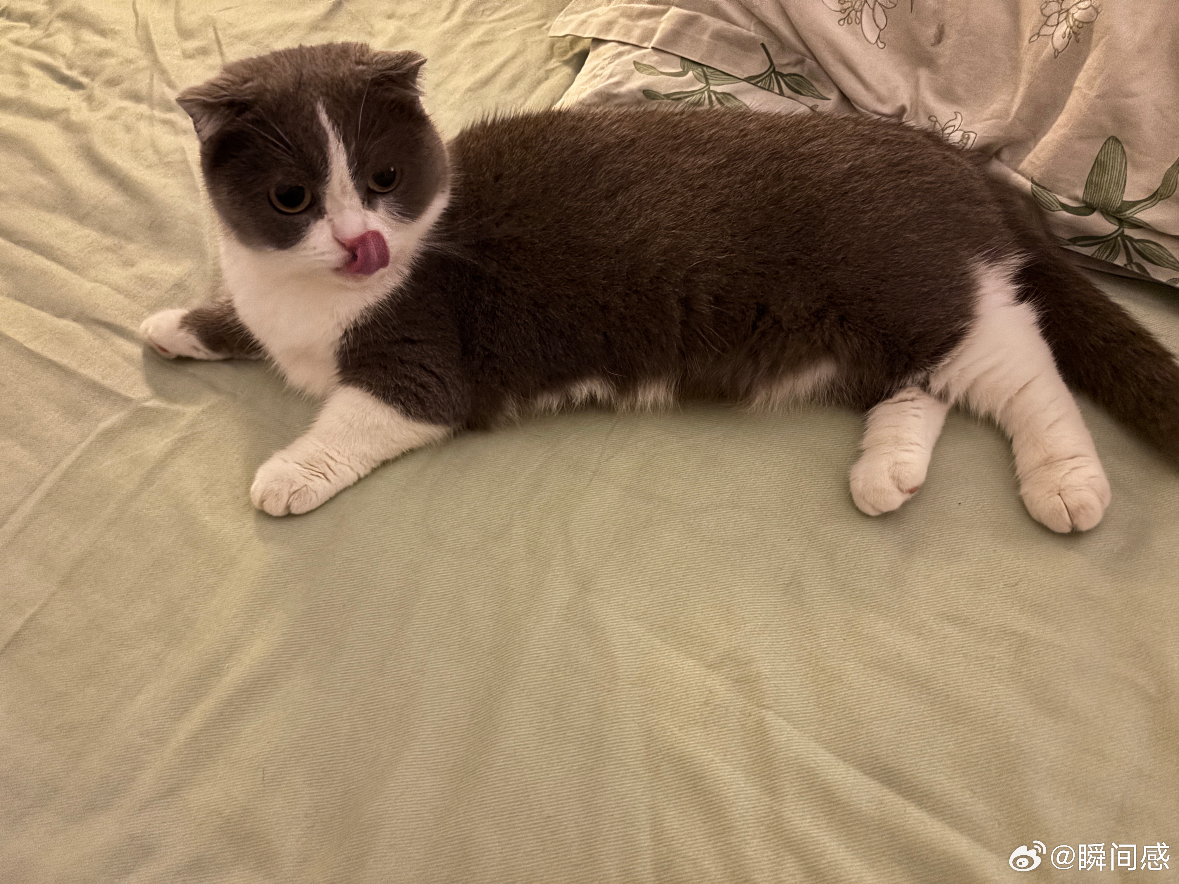 猪，失眠