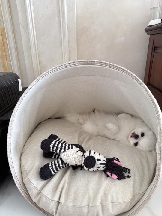 小狗和小斑马🦓🐩