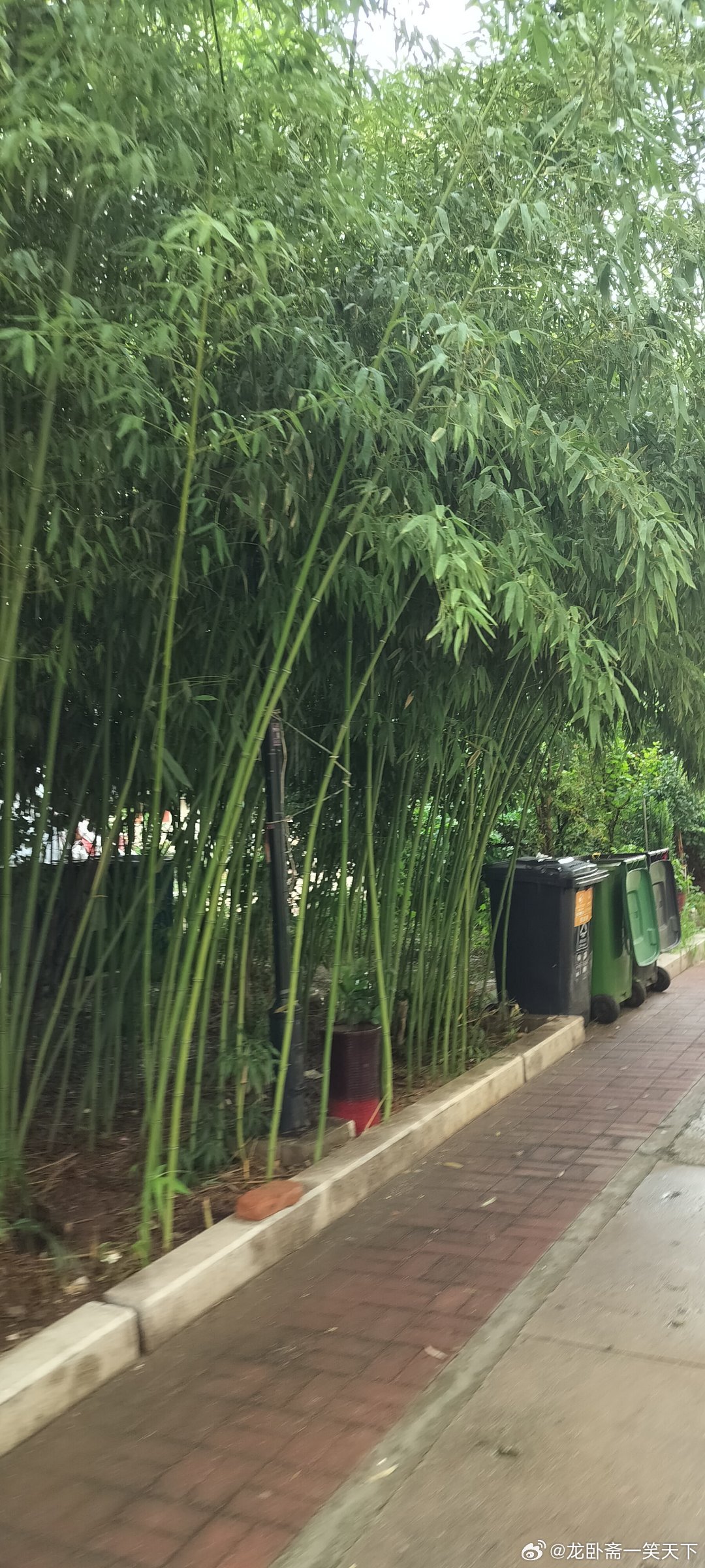 雅儒随手拍