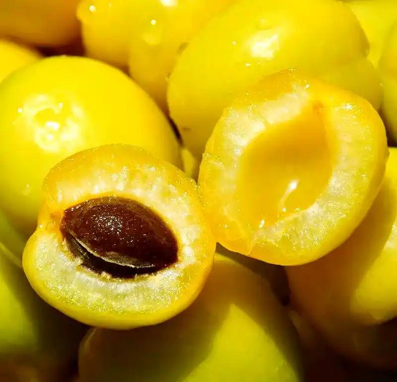 新疆小白杏美食打卡｜一年只20天！树上白色蜂蜜巨上头🍯
新疆南疆限定小白杏真的