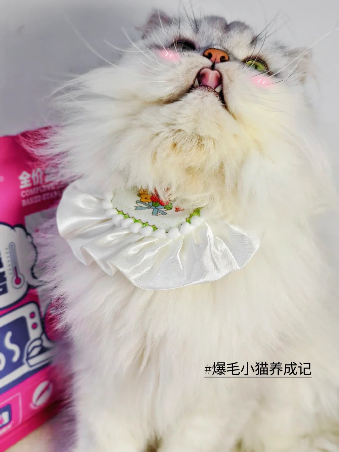 再说一遍 我才不是什么秃秃猫呢
