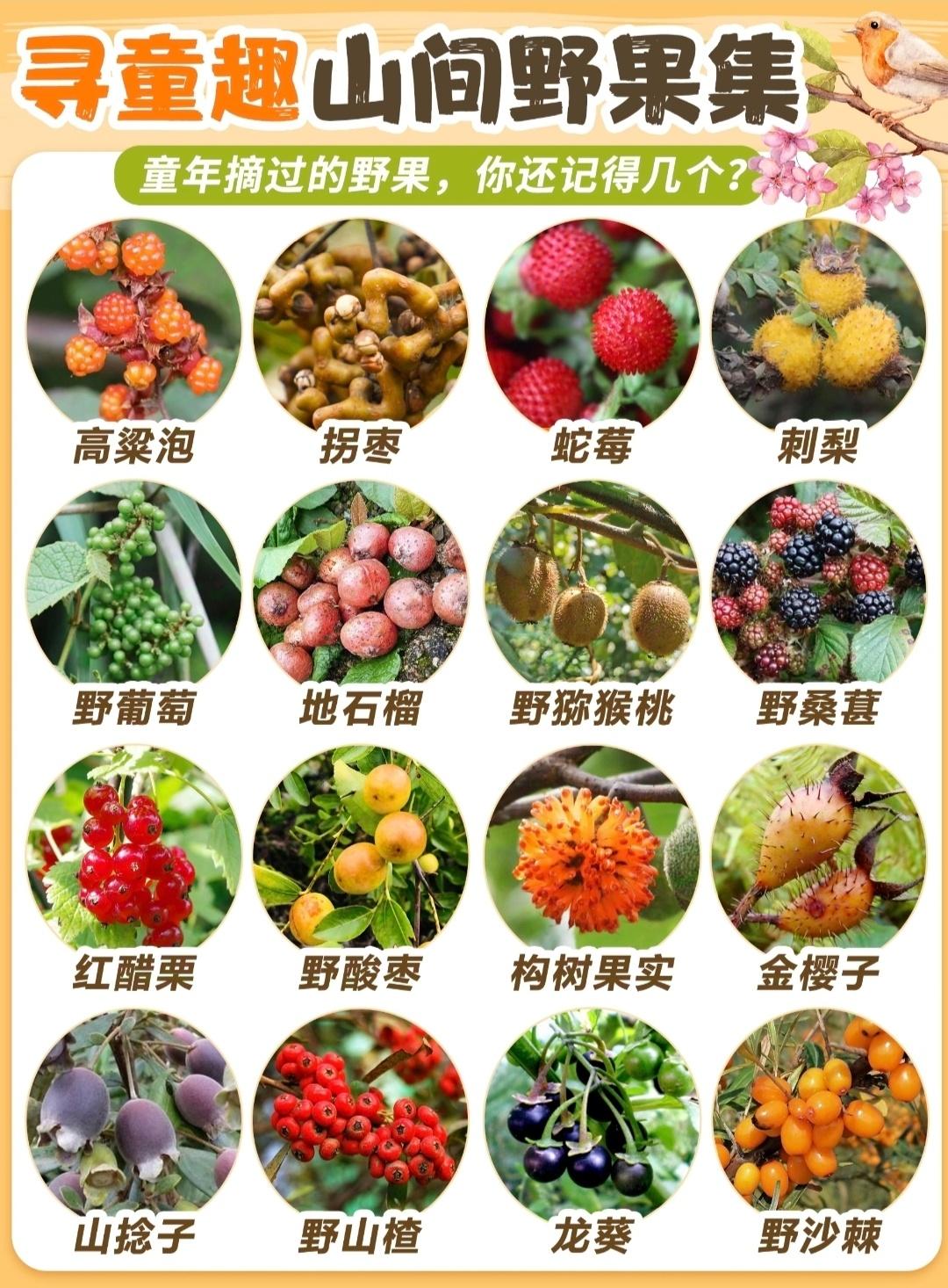秋季户外有哪些野果？
