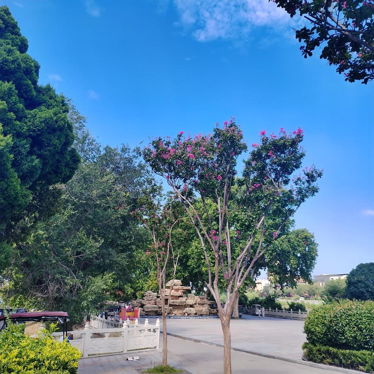 前天上午去沈丘大闸公园散步，看到立秋后的公园美景，拿起手机随手拍了几张照片，与大