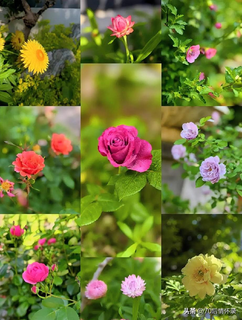 《临江仙·仲夏寄思》
风软檐前消暑，雨轻塘畔观荷。
寻常欢喜自相和。闲心观岁月，