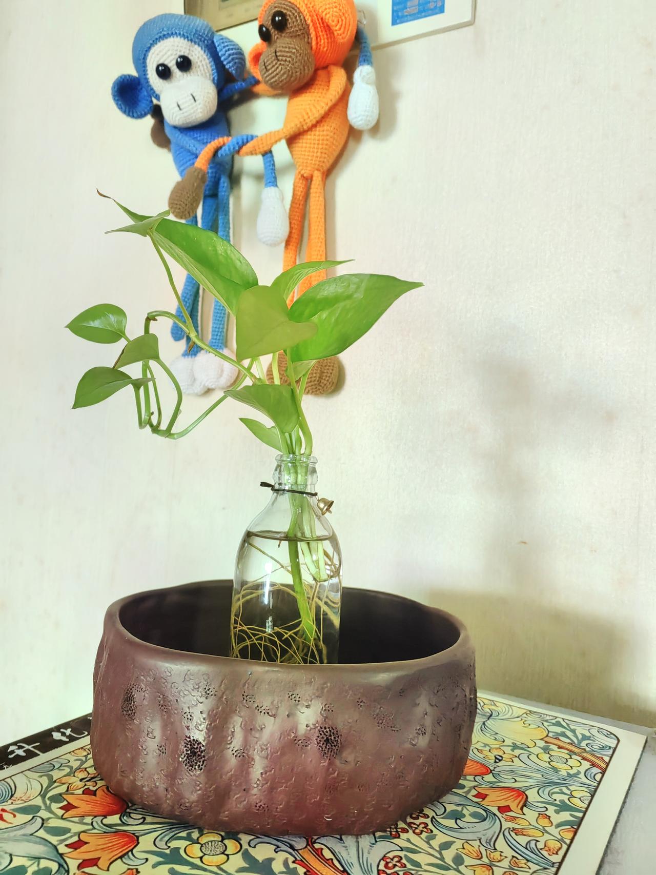 江南酒瓶里的绿植（1）