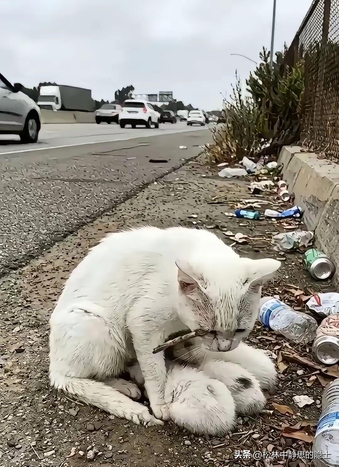华南公路上车流不息，一只眼睛受了伤的流浪母猫，带着三只幼崽蹲在路边喂奶。过往车辆
