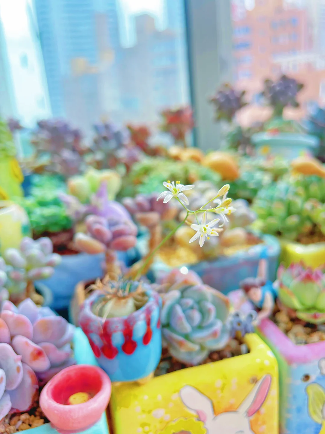 立秋首先开花的葱宝宝