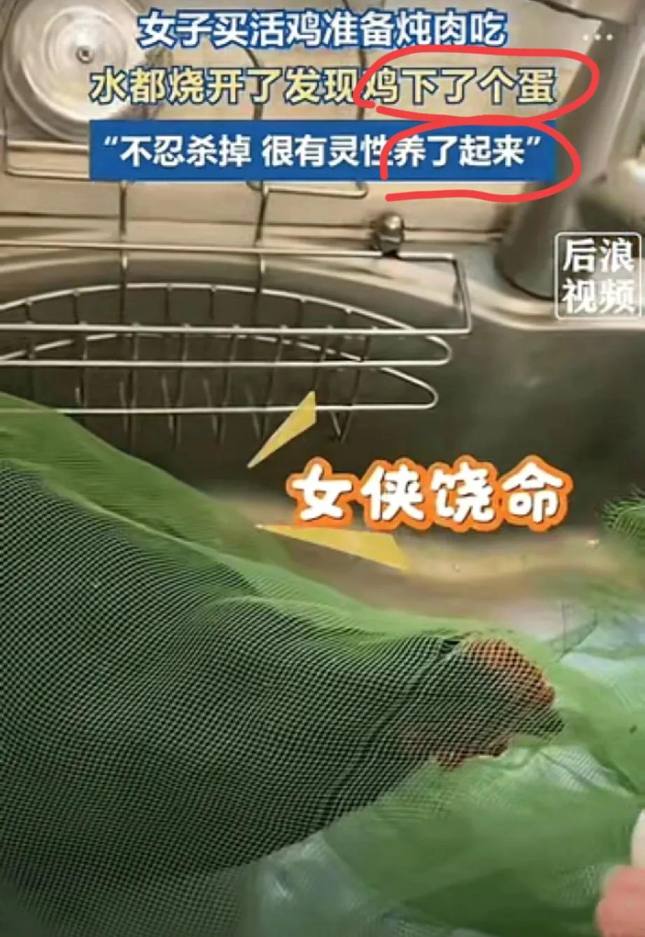 一只差点被下锅的鸡，靠一个蛋逆天改命，这操作简直比电视剧还精彩！
 
江西鹰潭这