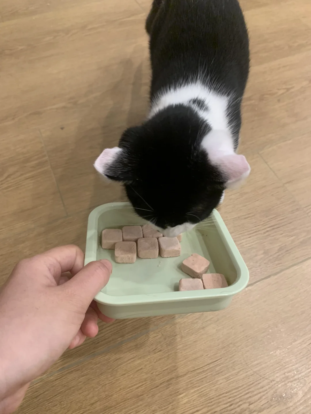 如何让猫咪无痛就拥有健康小牙牙呢🦷