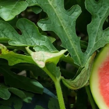 西瓜的种植方法:一、土壤准备西瓜忌重茬，同一块地间隔3‑4年再种西瓜，防止枯萎病