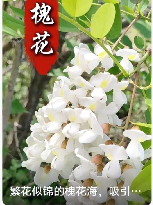 暮春槐花，舌尖上的时令美味
 
暮春时节，满城槐花悄然绽放，一串串洁白花穗挂满枝