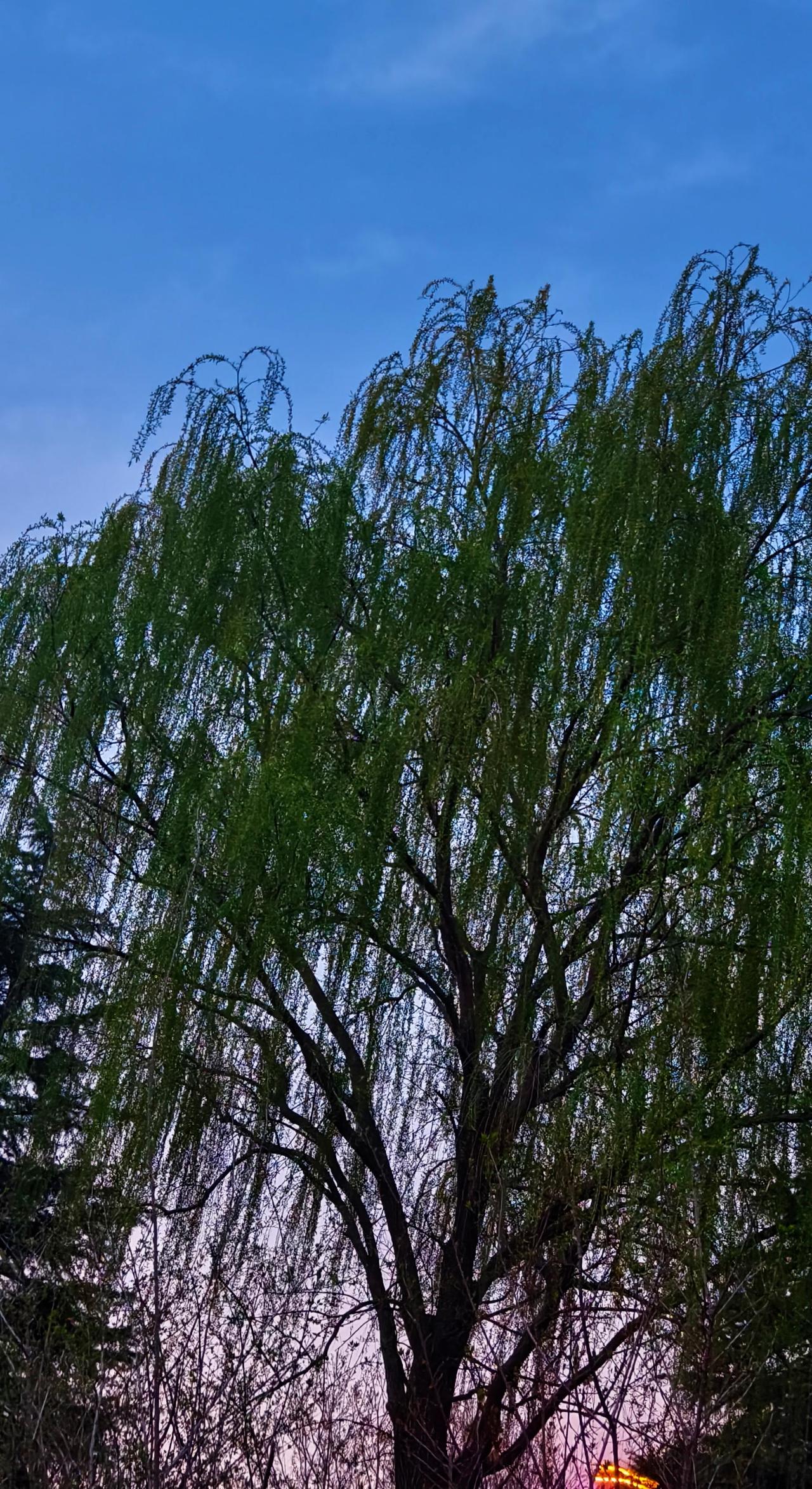 夜景中的树 原创视频 夜景 垂柳