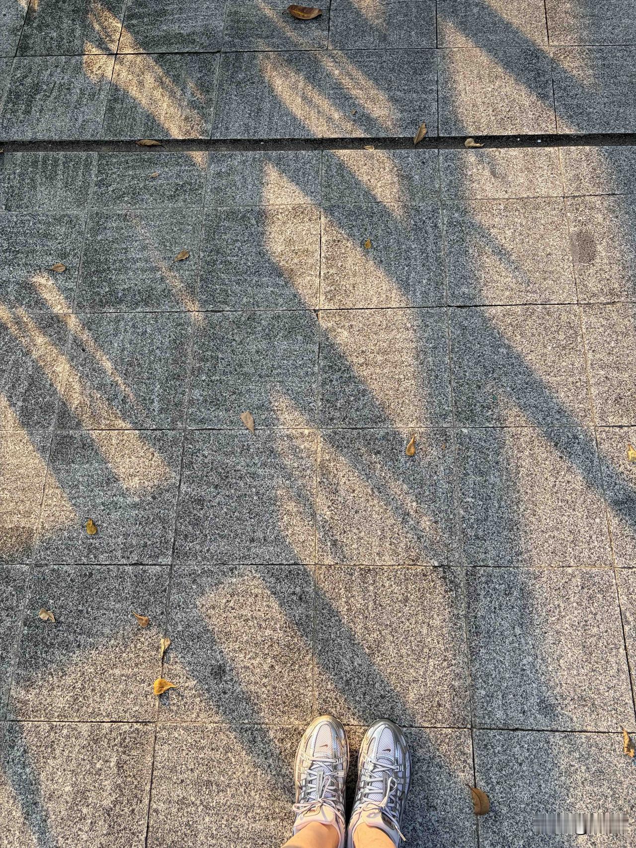 东莞的秋天，
清晨6点多，
阳光刚刚好。

沿着栈桥跑了两圈，
树影斜斜地铺在路