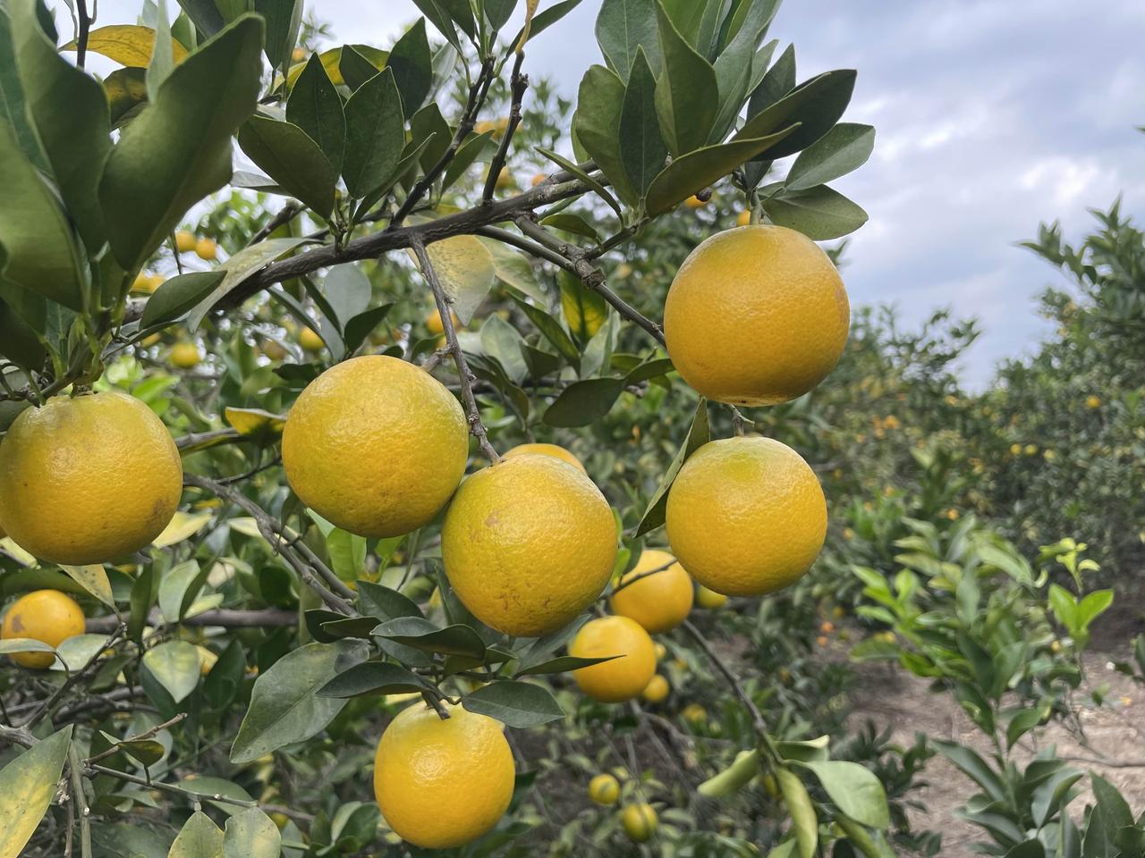 深圳老板5000万甩厂，携款归隐湛江，一年后却让果农集体“翻脸”

深圳电子圈炸