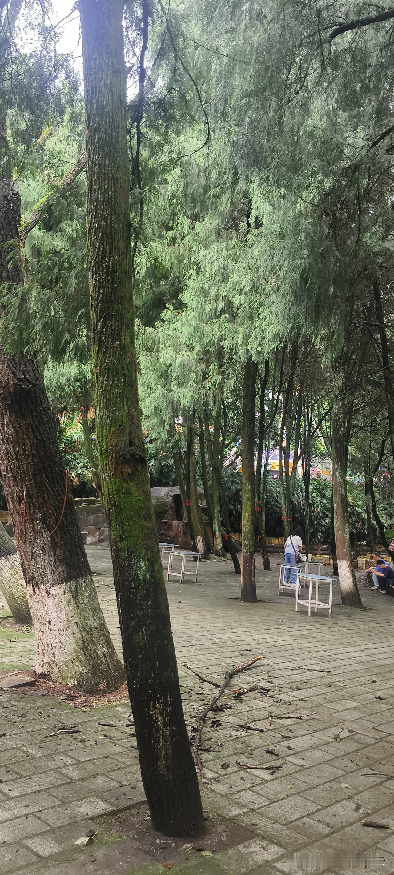 南充有好几个景点我都去过，自从前几年戒掉打麻将的习惯，不去棋牌室，节假日旅游成为