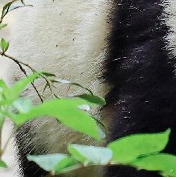 熊猫守护者[超话] | 熊猫守护者‬ 新的时光里，让我们珍惜所有的不期而遇，也看