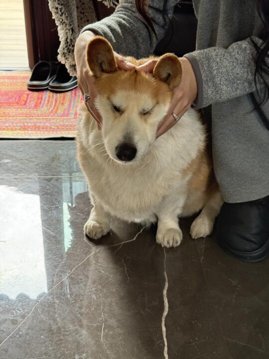 拉布拉多柴柴秋田黄犀牛大象大融合