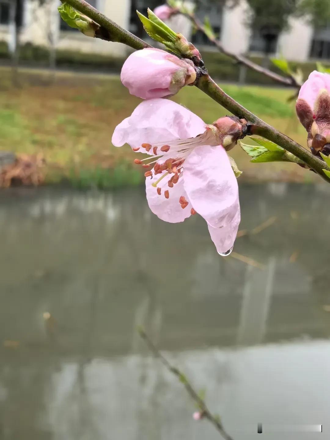 昨夜雪疏风骤，气温骤然下降，飞雪在空中飞舞，想来刚刚绽开笑脸的玉兰花又得经历一番