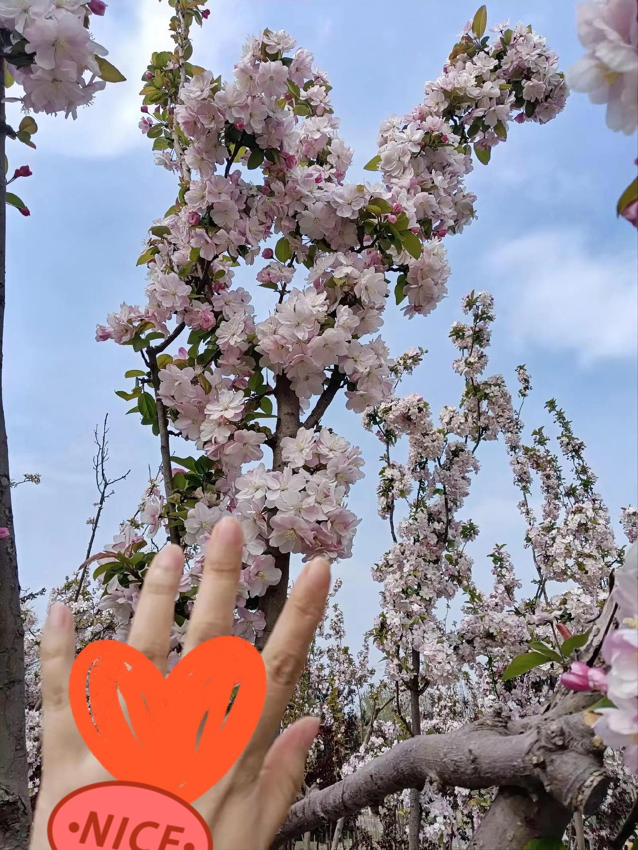 北京这处免费看花海的地方火了！人少景美，春日氛围感直接拉满！
 
不用挤玉渊潭，