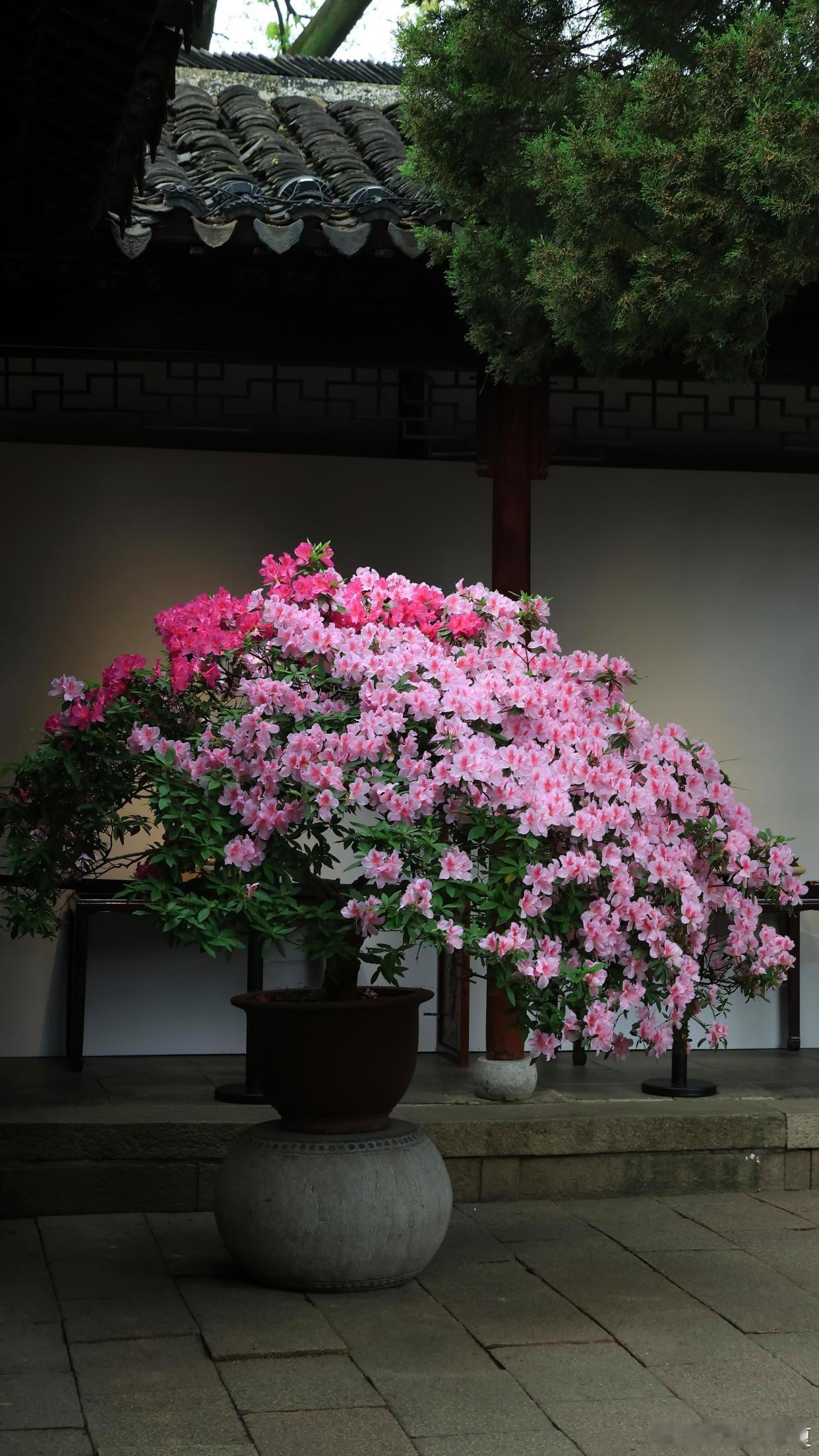 四月暮景，繁花依旧，安然动人～寻美河南