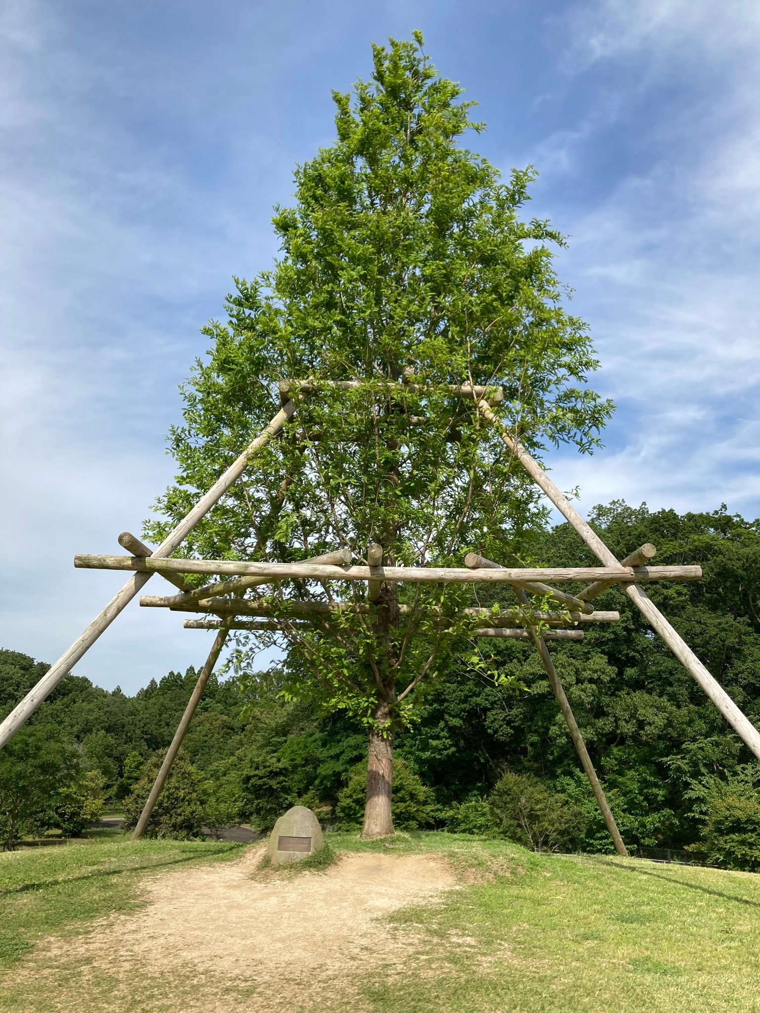 🌳 