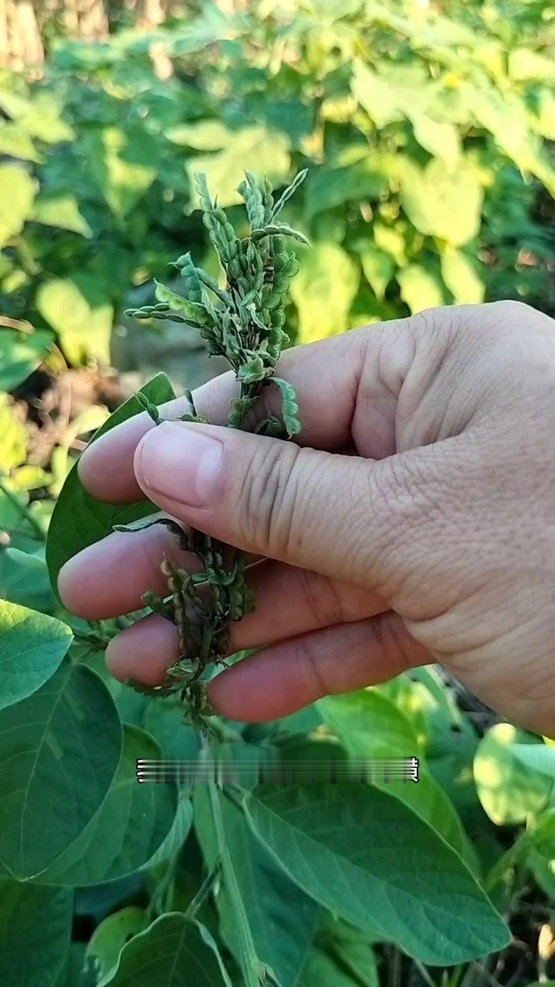 大家注意看，路边这种植物你认识吗？它就是大邪山蚂蝗，也叫大叶鳄蚂蝗。

它是豆科