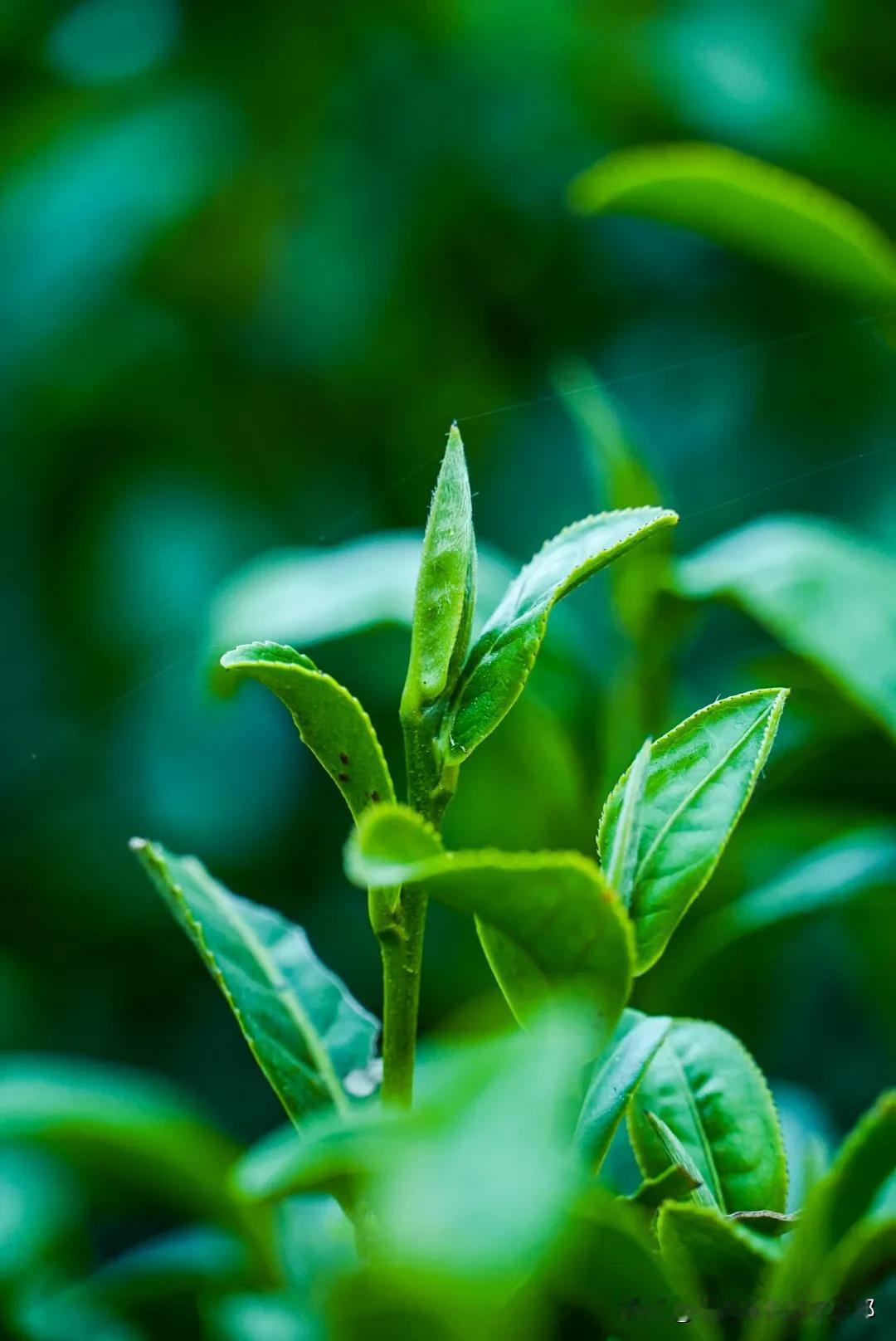 茶树开始进入冬眠期了，为明年春茶储备能量