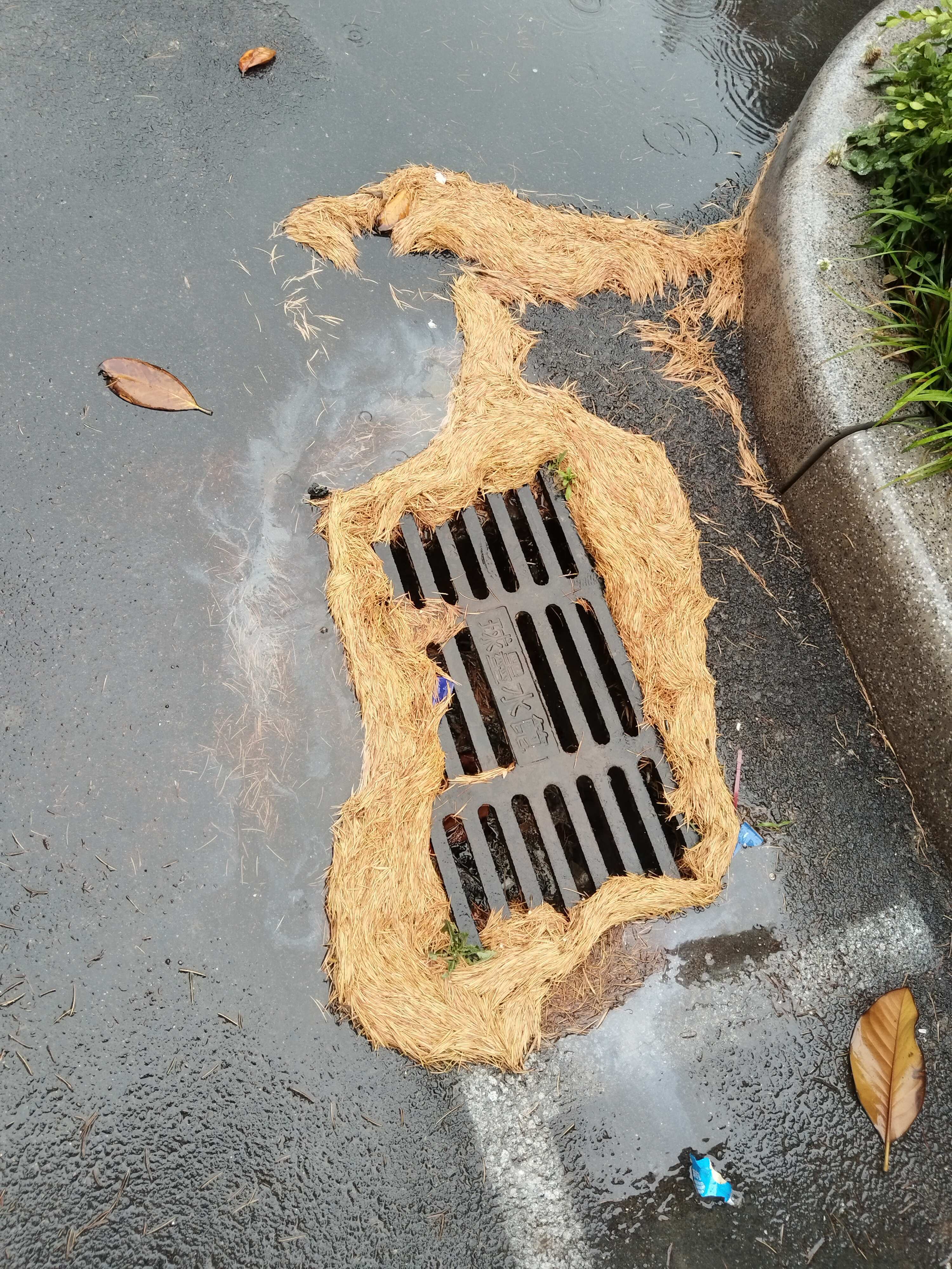 雨水冲刷的松针，一个字？一幅图？ 