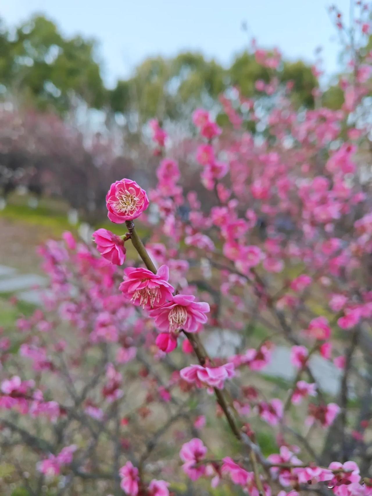 万能生活指南赏梅好时节